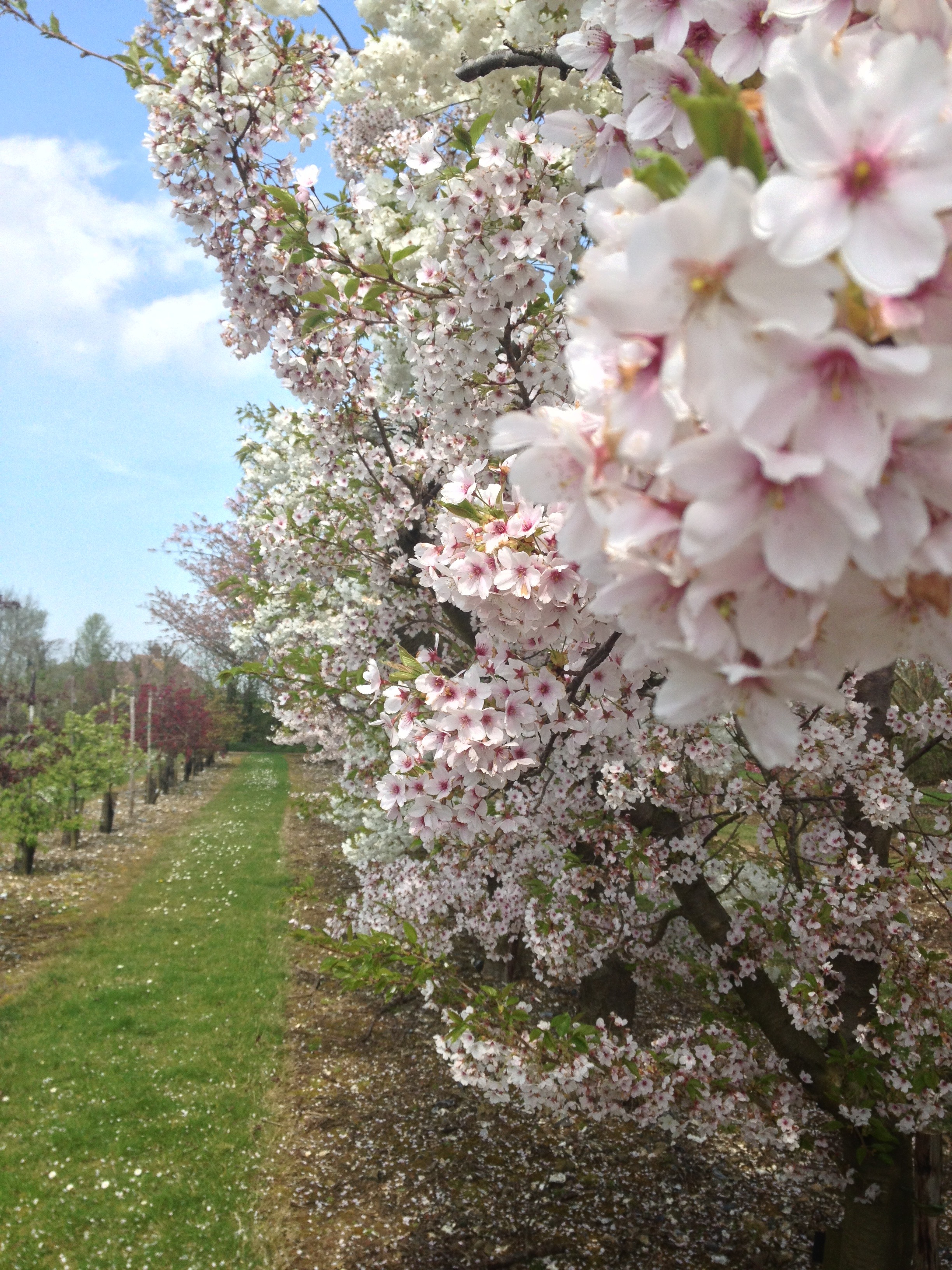 Brogdale Collections Heritage Orchards and Blossom