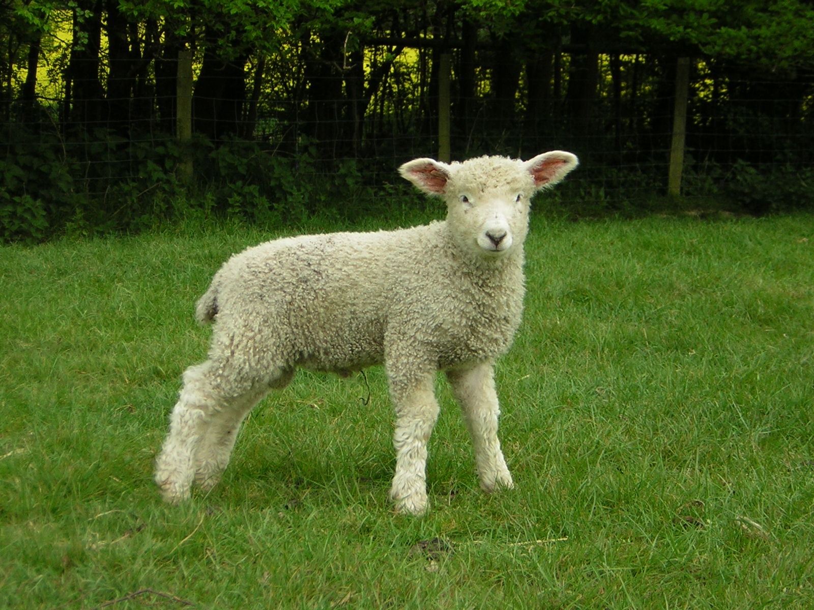 rare-breeds---lamb (1).jpg