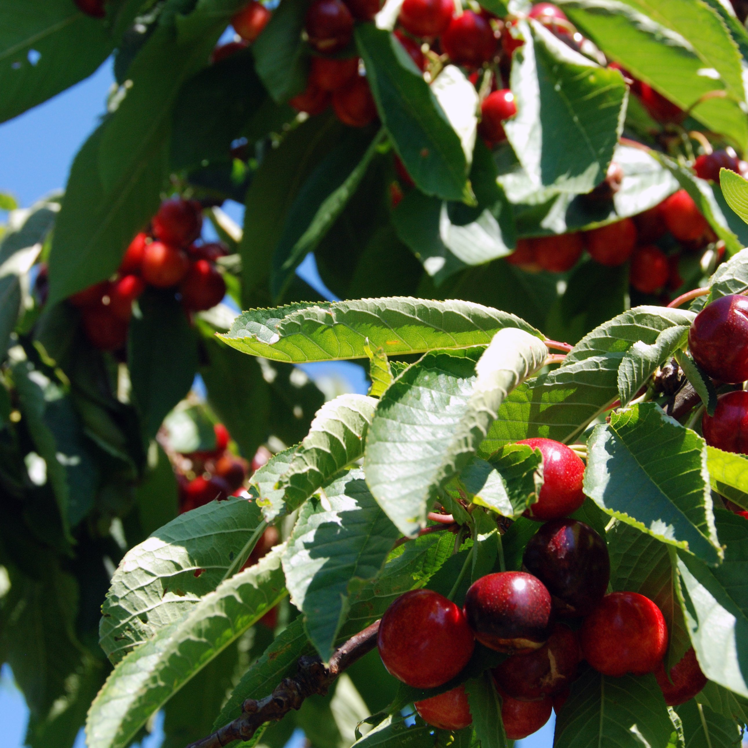 brogdale-collections-3 (1).jpg