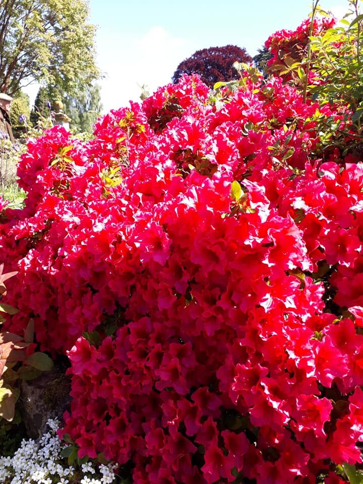 Brilliant Blooms at Mount Ephraim Gardens 2019 MG.jpg (1)