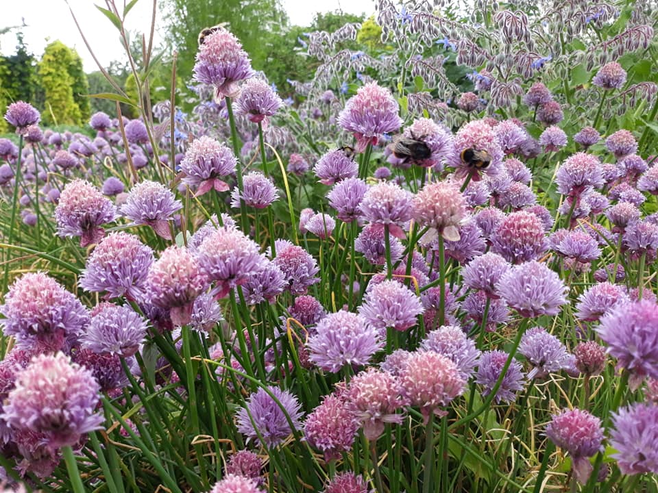 Belmont Gardens Flowers
