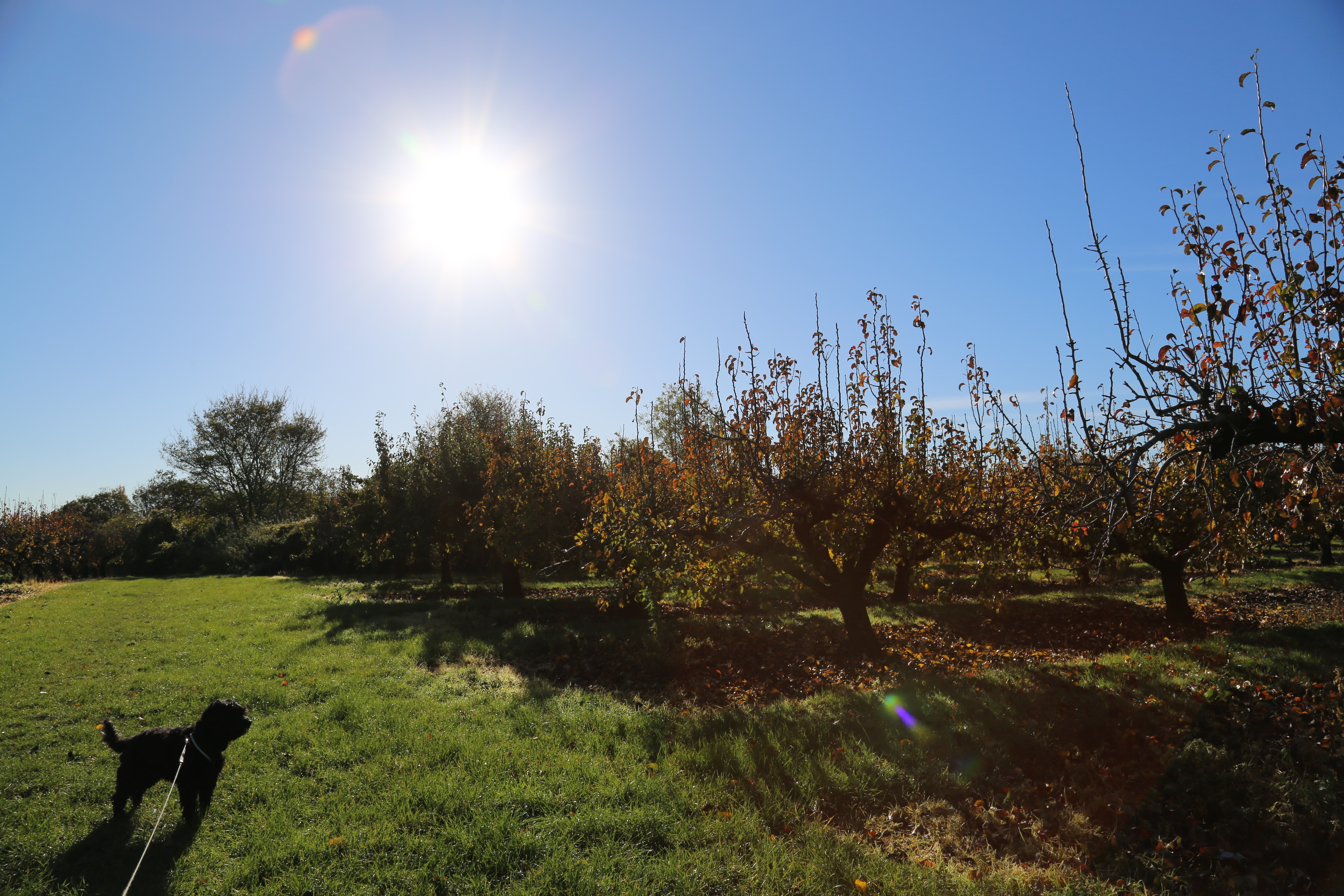 Pearorchardsittingbournewithdog2018