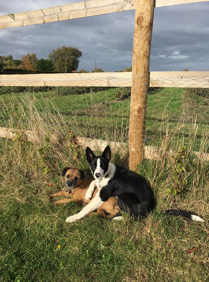 Dogs In Field Image