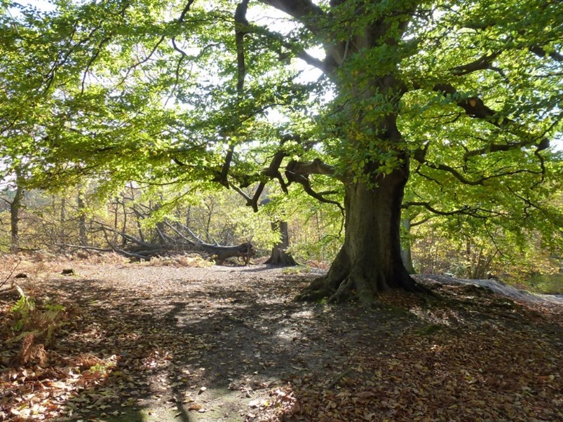 Cromer's Wood