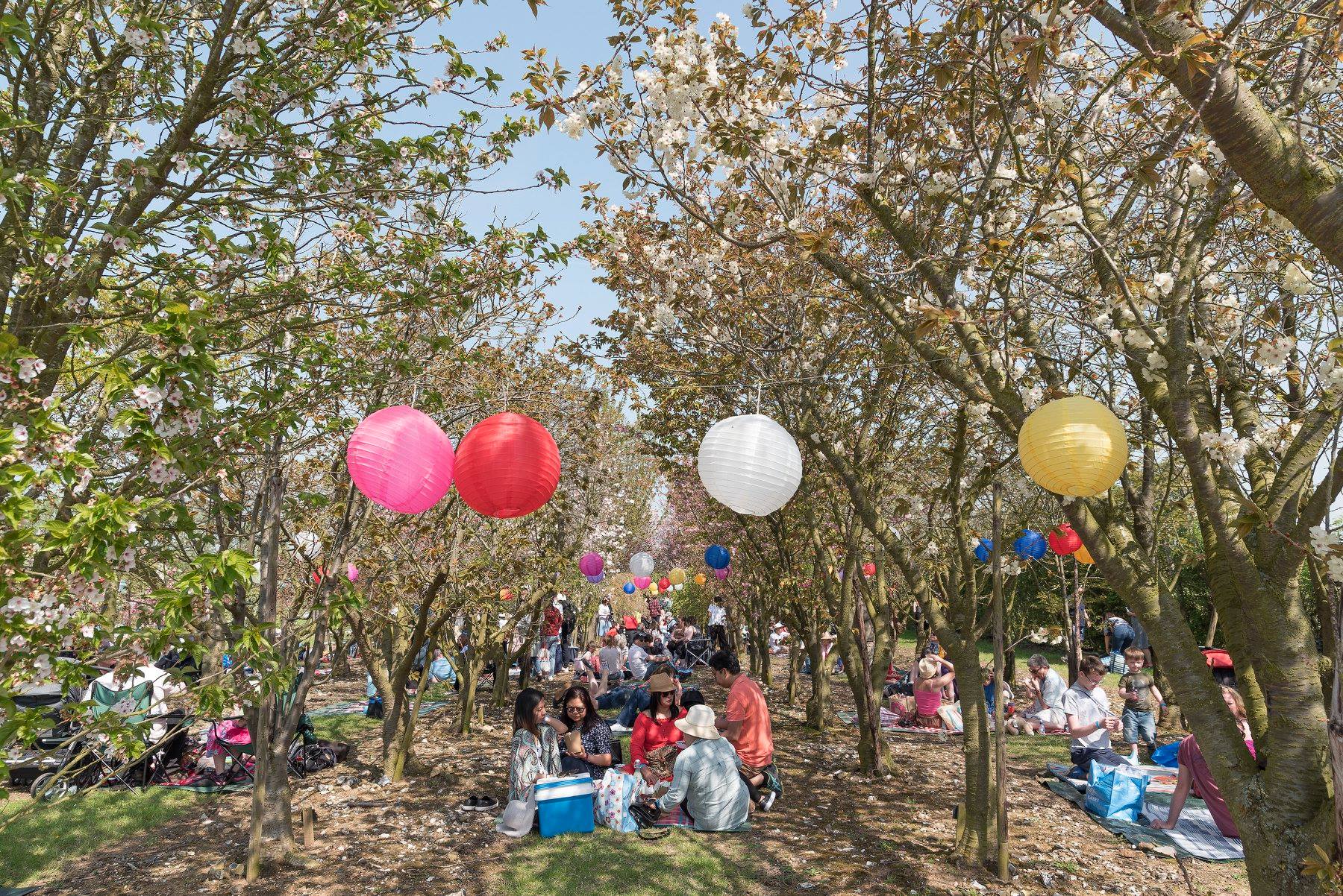 Brogdale Blossom Picnics